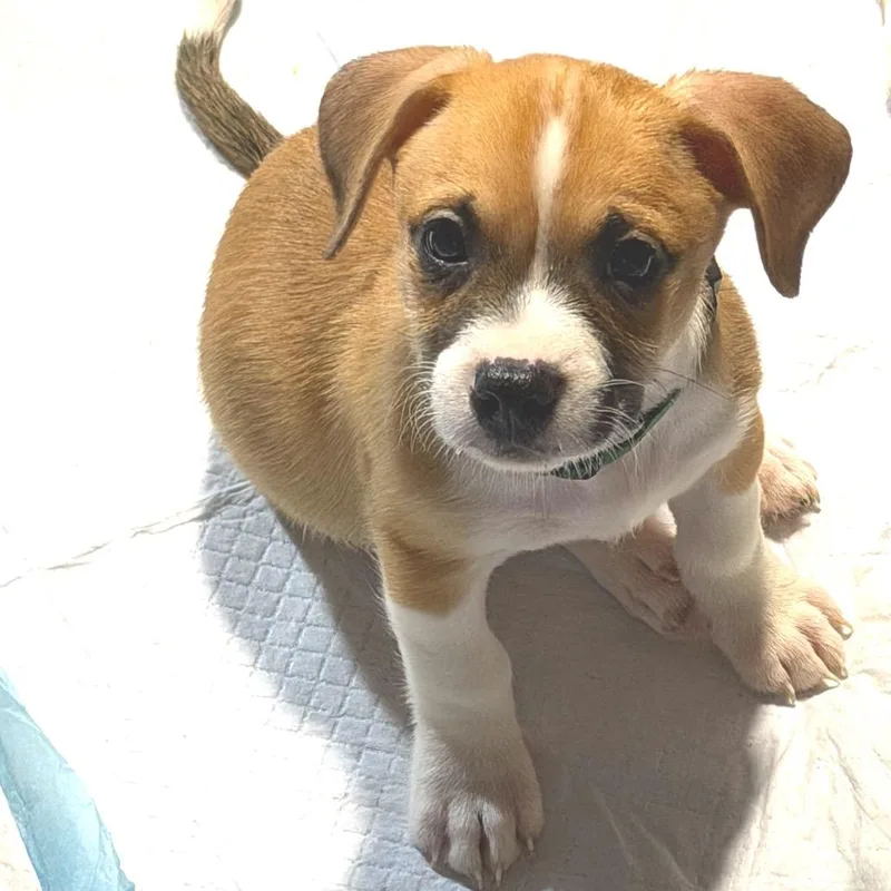A baby small-sized male White / Cream American Staffordshire Terrier dog named Bayou Boogie for adoption in Rockville, MD