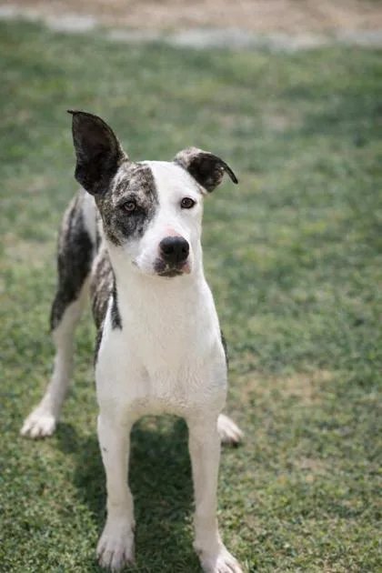A young medium-sized male Feist dog named Honda for adoption in Dahlonega, GA