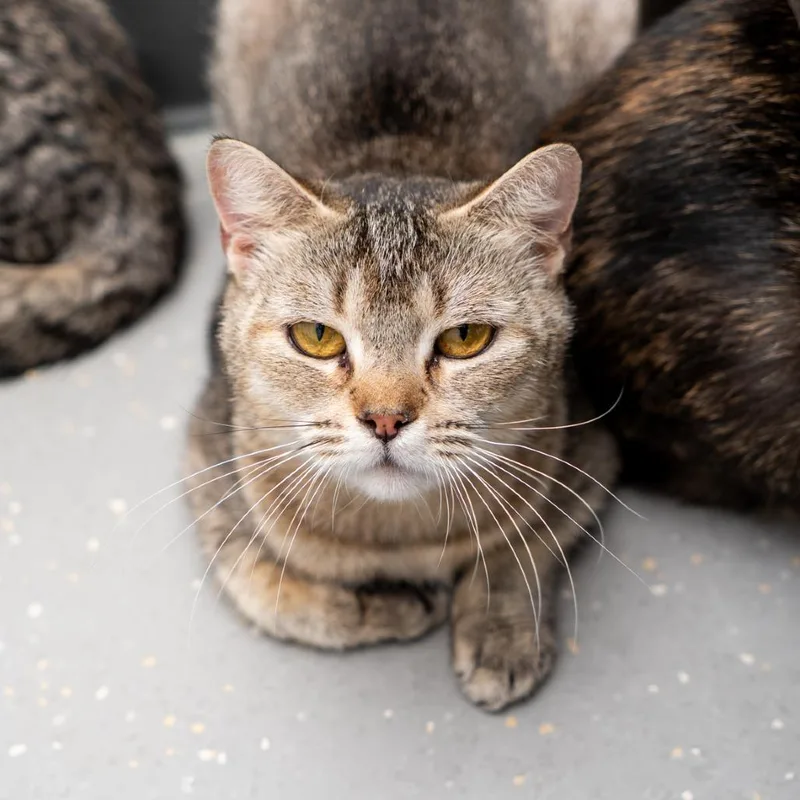 An adult small-sized female Brown / Chocolate Domestic Short Hair cat named Belle for adoption in New York, NY