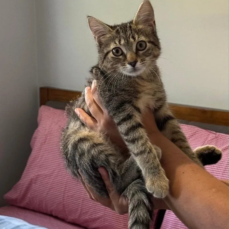 A baby medium-sized female Brown / Chocolate Domestic Short Hair cat named Nimble for adoption in Moriches, NY