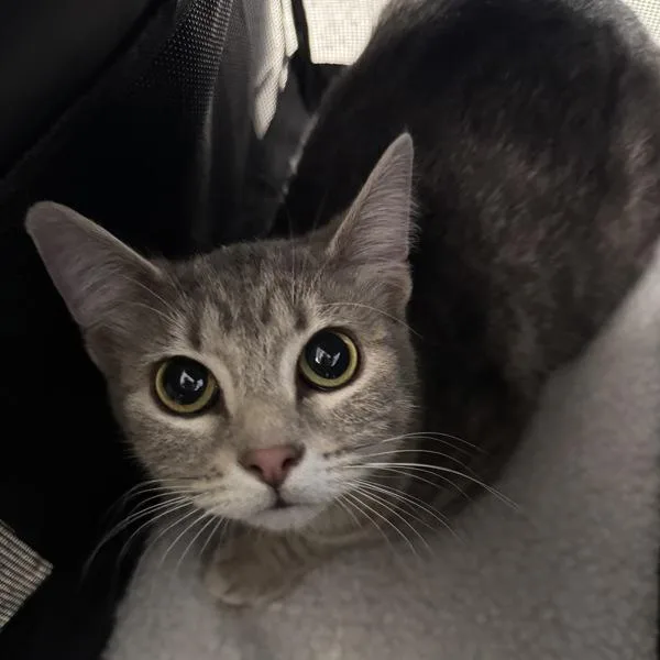 A young medium-sized female Domestic Short Hair cat named Velma for adoption in Des Moines, IA