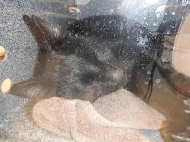 A young medium-sized male Domestic Short Hair cat named Lalo for adoption in San Jose, CA