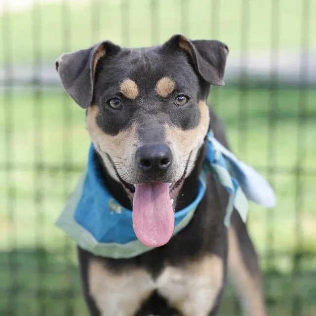 A young medium-sized female Terrier dog named Nala for adoption in San Antonio, TX