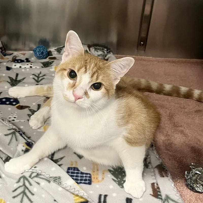 An adult large-sized male Domestic Short Hair cat named Comet for adoption in Hinsdale, IL