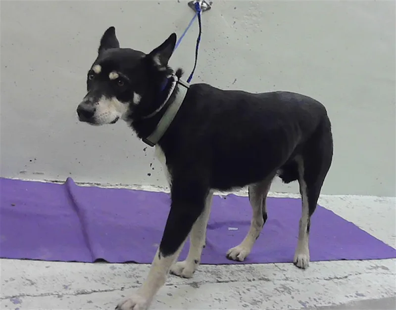 An adult medium-sized female Siberian Husky dog named A for adoption in Houston, TX