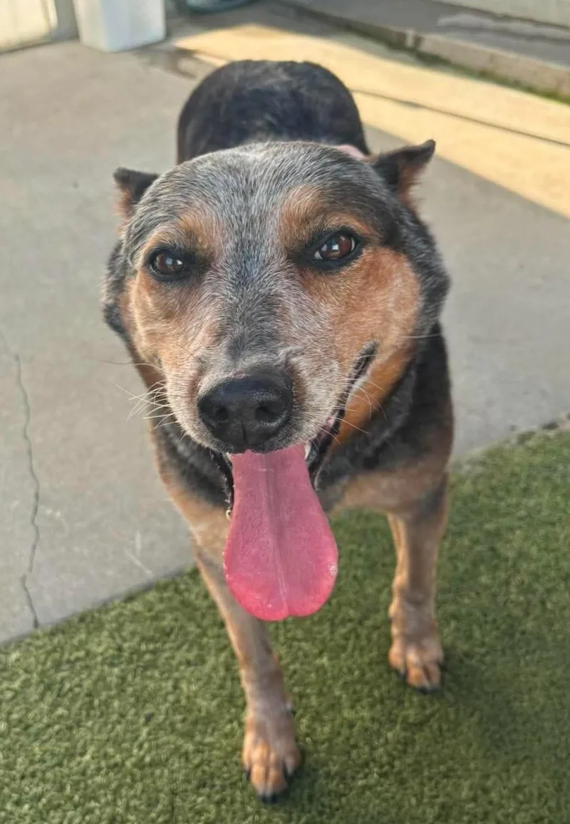 A senior medium-sized female Gray / Blue / Silver Australian Cattle Dog / Blue Heeler dog named Bindi for adoption in Fall River, MA