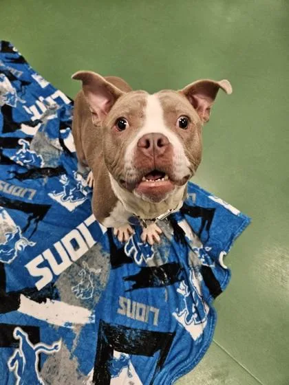 A young medium-sized male Pit Bull Terrier dog named Marley for adoption in Westland, MI