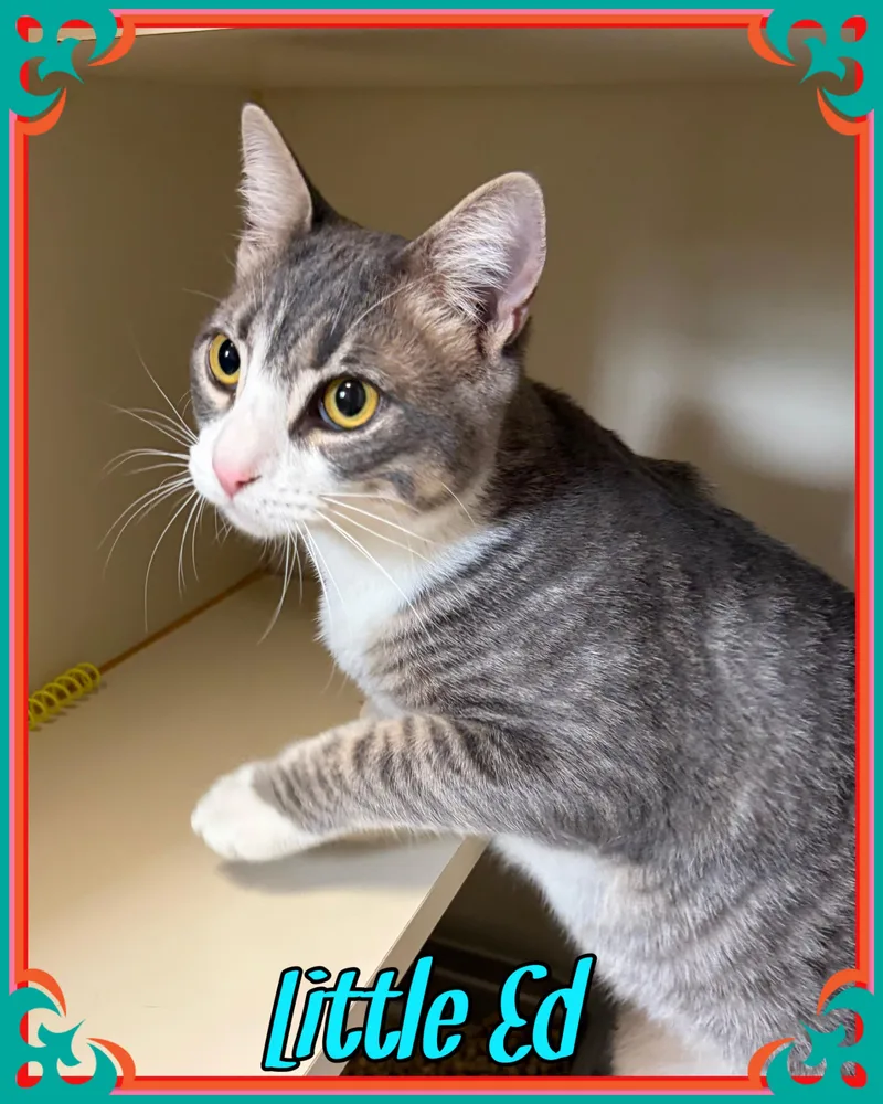 A young medium-sized male Tabby (Gray / Blue / Silver) Domestic Short Hair cat named Little Ed for adoption in Somerset, NJ