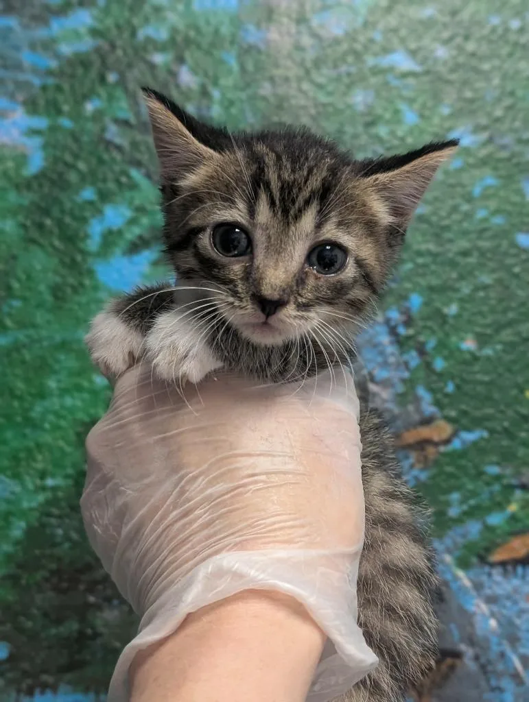 A baby small-sized male Domestic Short Hair cat named Ecosystem for adoption in New Braunfels, TX