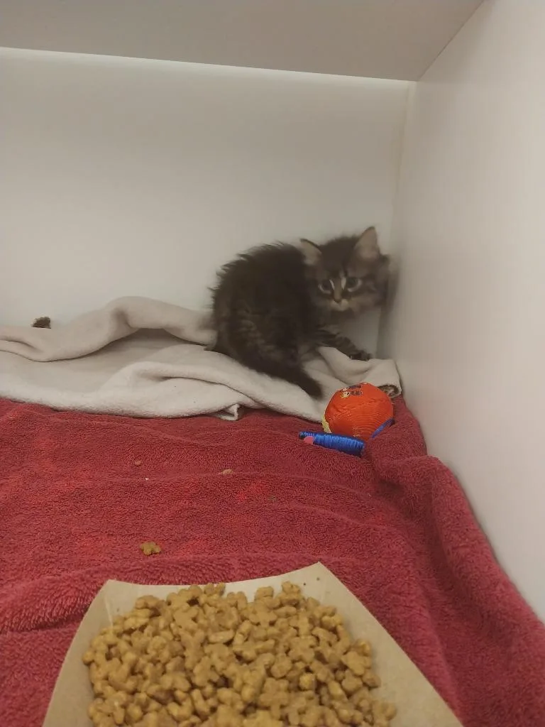A baby small-sized female Domestic Short Hair cat named Harper for adoption in Oxford, NC