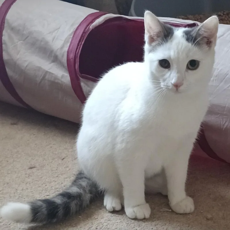 An adult small-sized female Gray / Blue / Silver Domestic Short Hair cat named Joy Llanos for adoption in Merrifield, VA