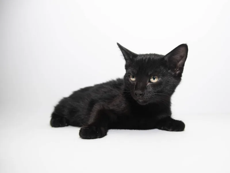 A baby medium-sized male Domestic Short Hair cat named Algeria for adoption in Lansing, KS