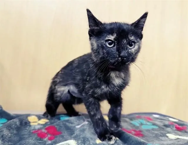 A baby small-sized female Domestic Short Hair cat named Suki for adoption in Saint Louis, MO