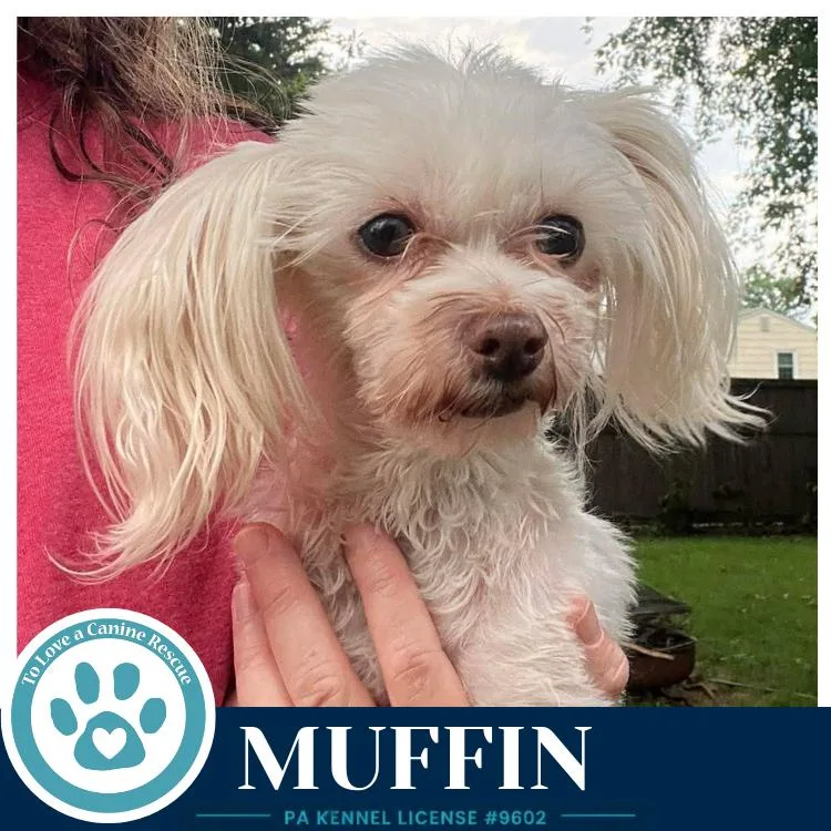 A senior small-sized female White / Cream Maltese dog named Muffin for adoption in Kimberton, PA