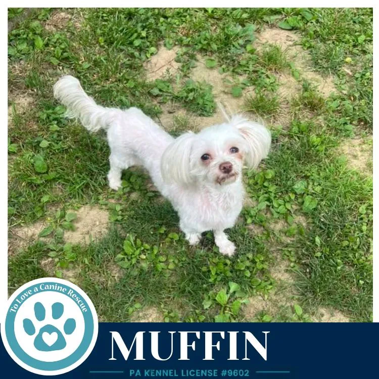 Muffin thumbnail 2