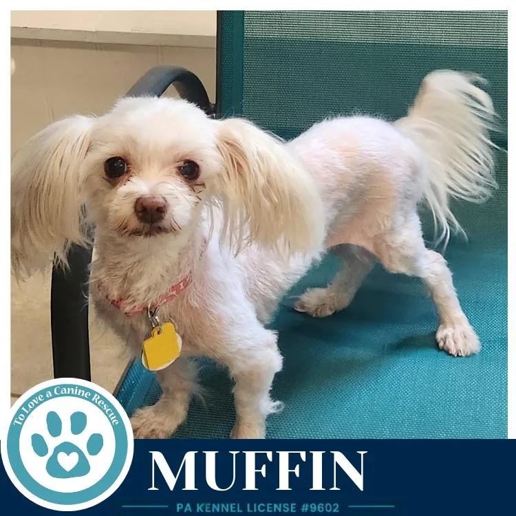 Muffin thumbnail 3