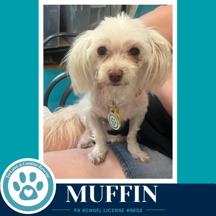 Muffin thumbnail 4