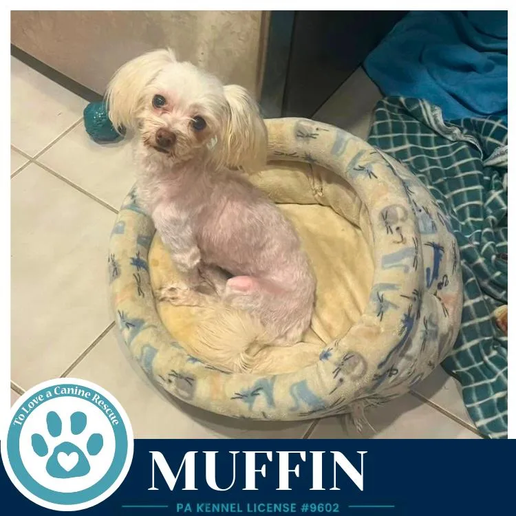 Muffin thumbnail 5