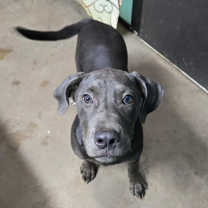 A young medium-sized male Gray / Blue / Silver Cane Corso dog named Tito for adoption in Graham, TX