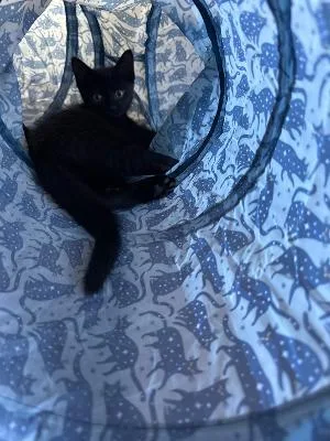 A baby medium-sized male Black Domestic Short Hair cat named Floyd for adoption in Mokena, IL