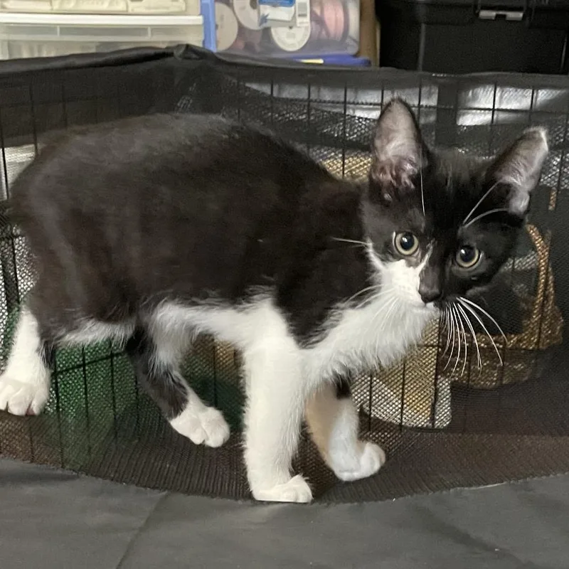 A baby small-sized male Black Domestic Short Hair cat named Coconut for adoption in Springboro, OH