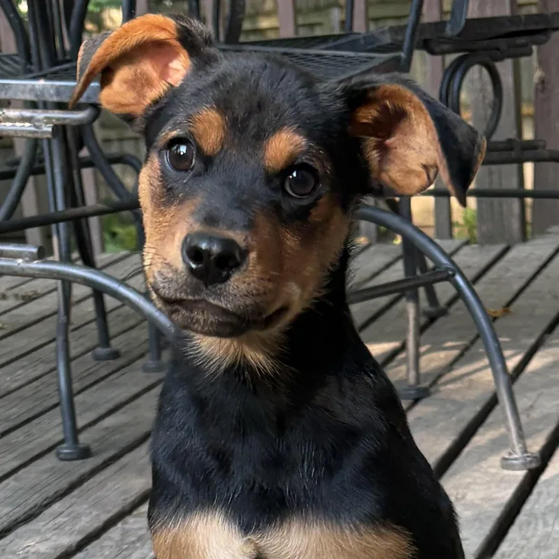 A baby medium-sized male Black Mixed Breed dog named Poblano for adoption in Normal, IL