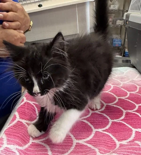 A baby small-sized female Domestic Medium Hair cat named Red Admiral for adoption in Oakland, CA