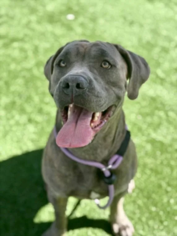 An adult extra large-sized female Cane Corso dog named Wrink for adoption in Los Angeles, CA