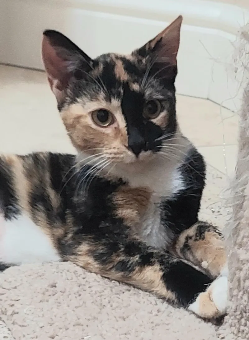 A baby small-sized female Calico cat named Gingersnap for adoption in CANONSBURG, PA