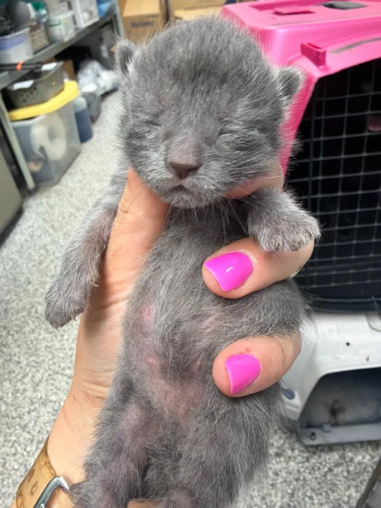 A baby medium-sized male Domestic Short Hair cat named Willie Nelson for adoption in Pomona, NY