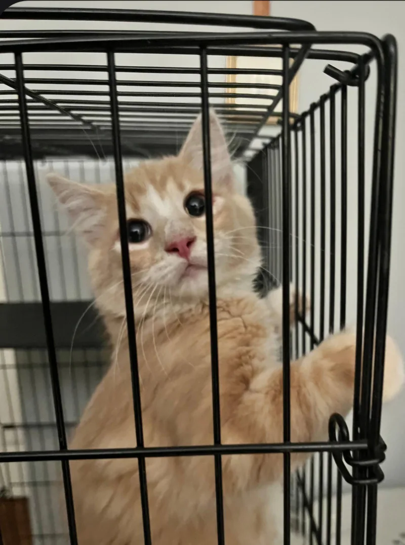 A baby medium-sized male Orange / Red Domestic Medium Hair cat named Spot for adoption in Oakhurst, NJ
