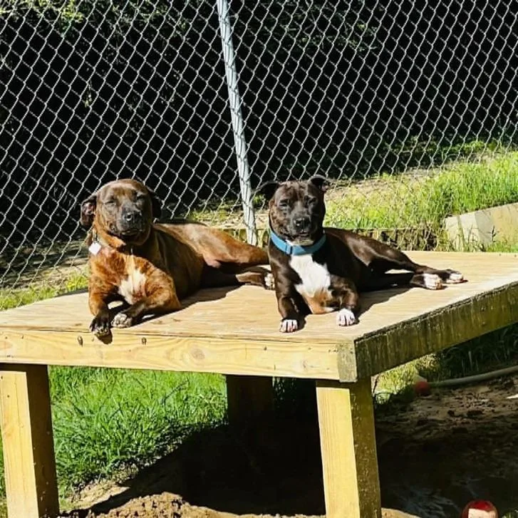 A young medium-sized female American Bulldog dog named Lucy for adoption in Marianna, FL