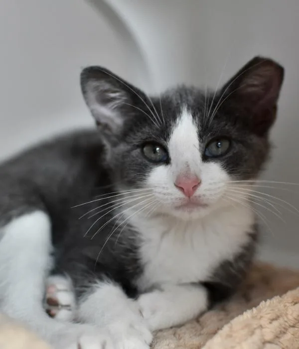 A young medium-sized female Gray / Blue / Silver Domestic Short Hair cat named Zoey for adoption in Marietta, GA