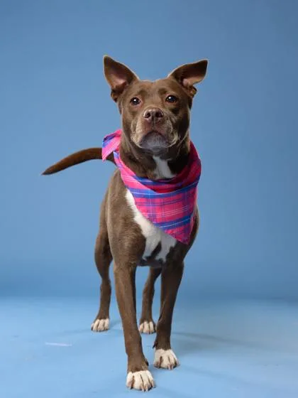 An adult medium-sized female Pit Bull Terrier dog named Coco for adoption in Atlanta, GA