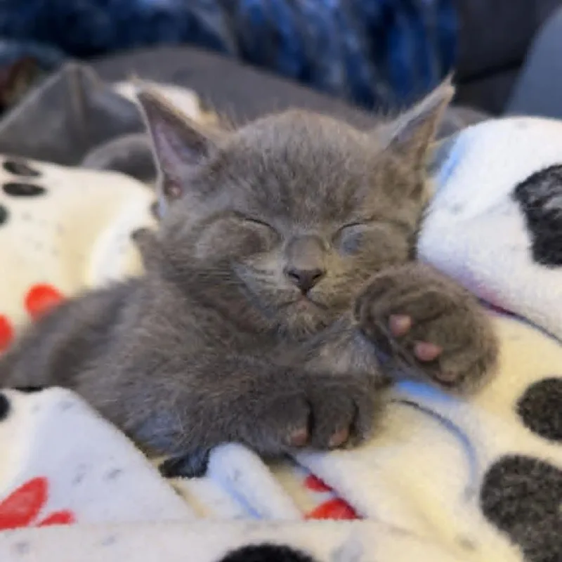 A baby small-sized male Gray / Blue / Silver Domestic Short Hair cat named Marty for adoption in Alma, WI