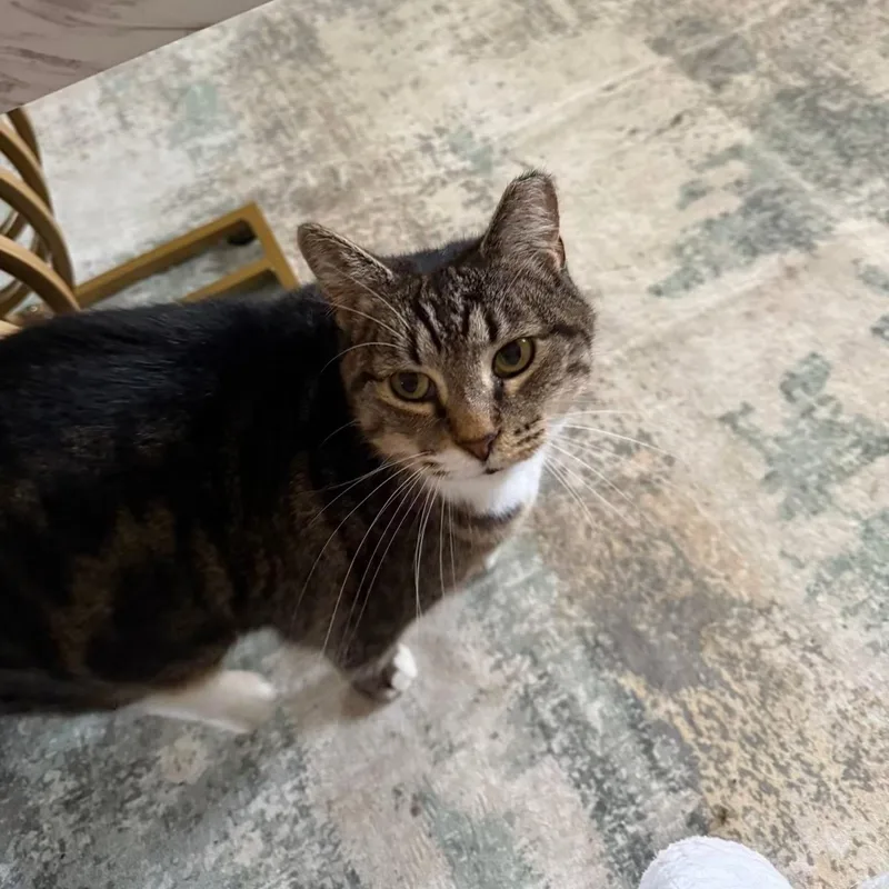 An adult large-sized female Tabby cat named Harlan for adoption in Newark, NJ