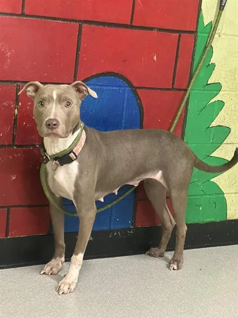 An adult medium-sized female Whippet dog named Tilly for adoption in Indianapolis, IN