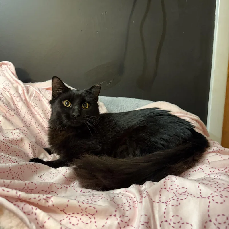 A young medium-sized male Black Domestic Medium Hair cat named Vecna for adoption in Hamilton, NJ