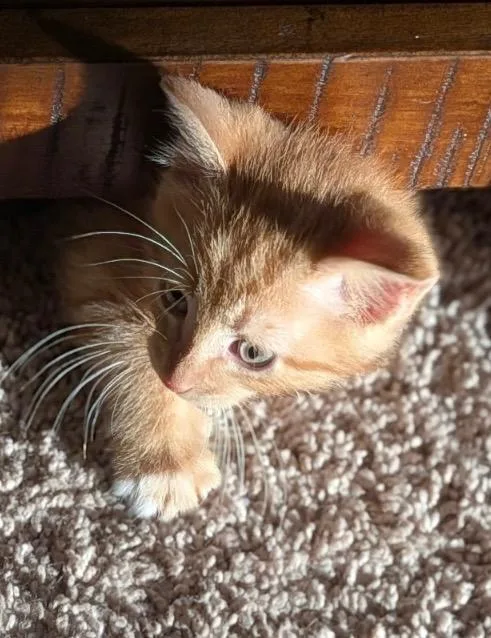 A baby medium-sized male Domestic Short Hair cat named Oden for adoption in San Antonio, TX