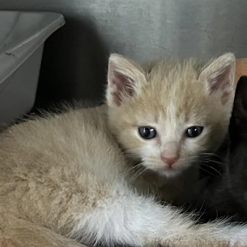 A baby small-sized male American Shorthair cat named Charger for adoption in mount vernon, AR