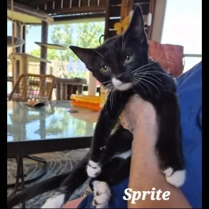 Sprite