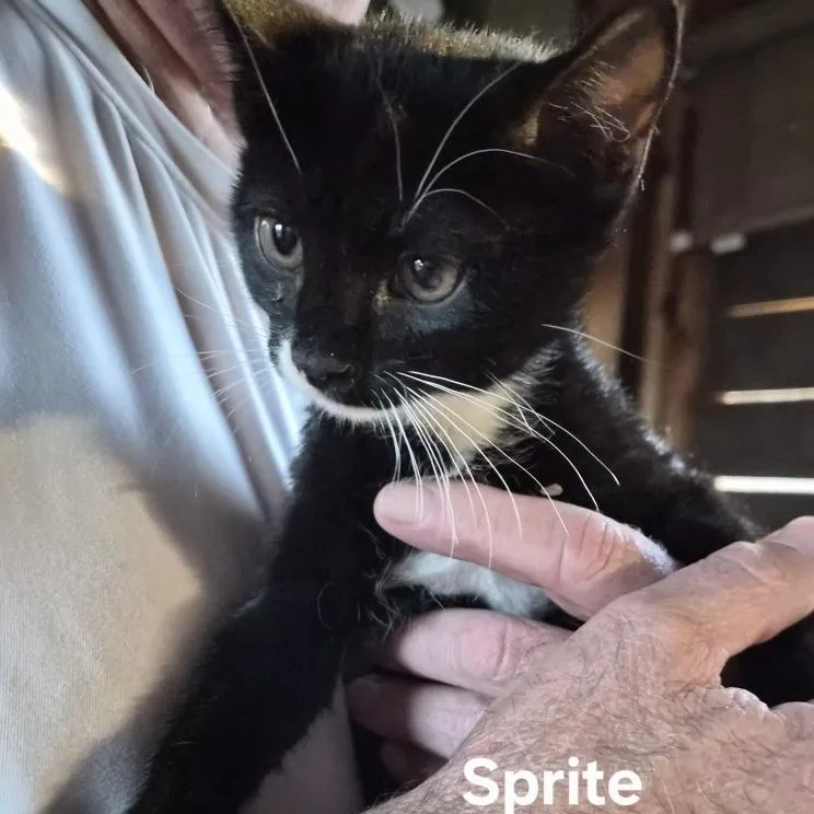 Sprite thumbnail 2