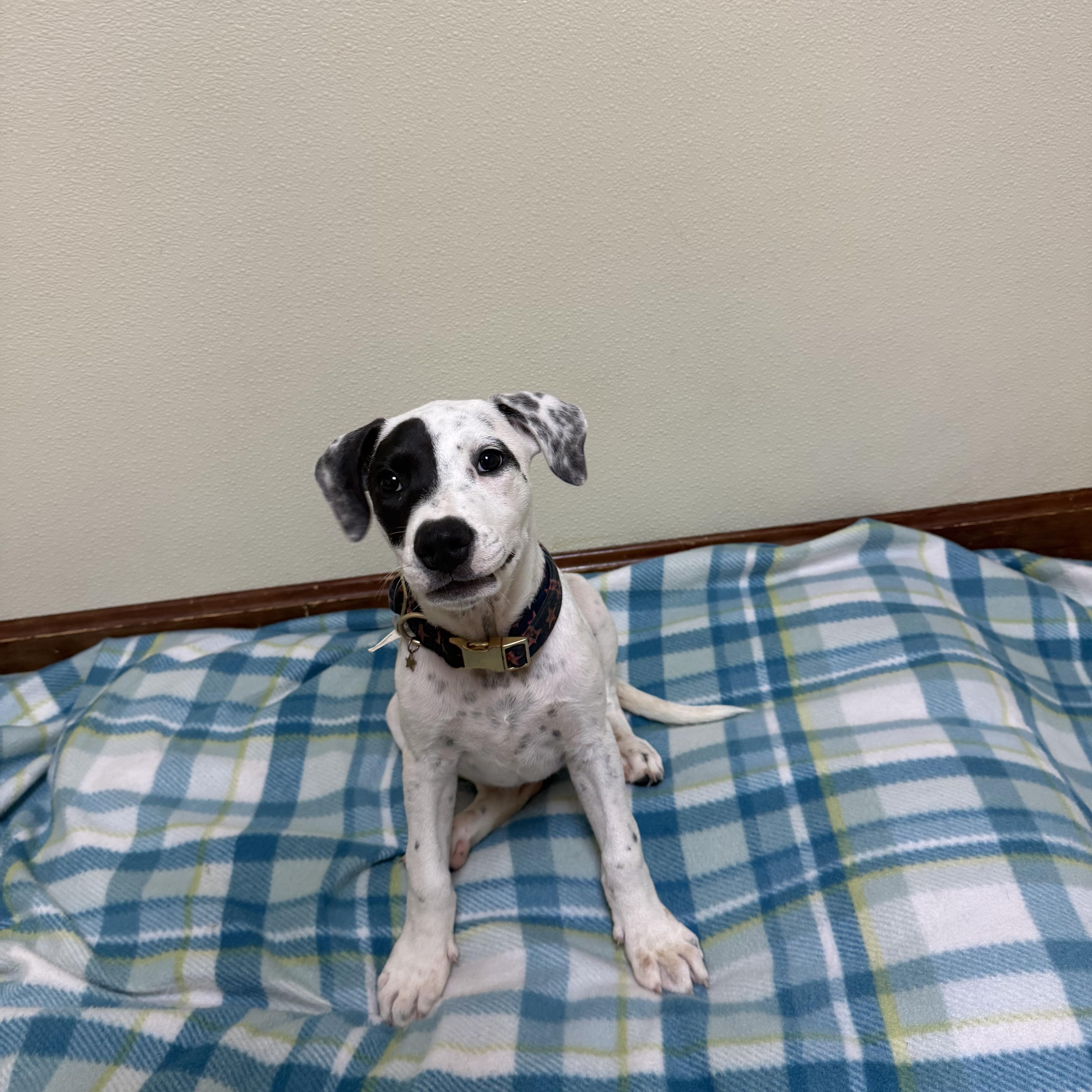 A baby medium-sized female White / Cream Terrier dog named Clover for adoption in Douglas, MA