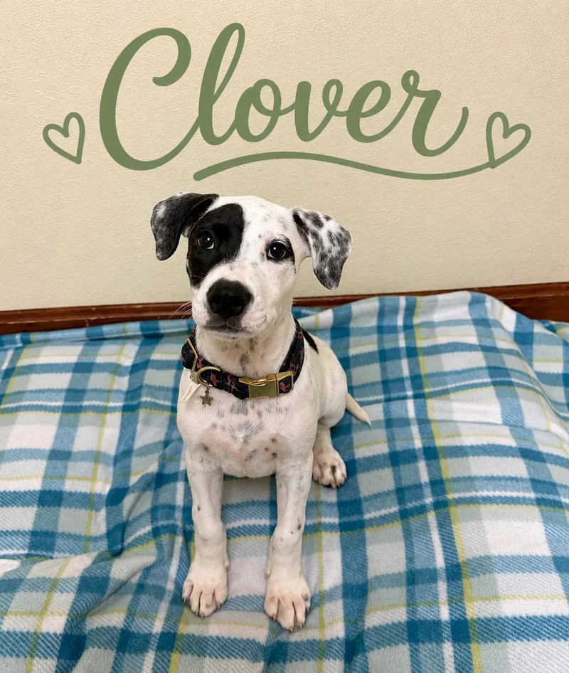 Clover thumbnail 3