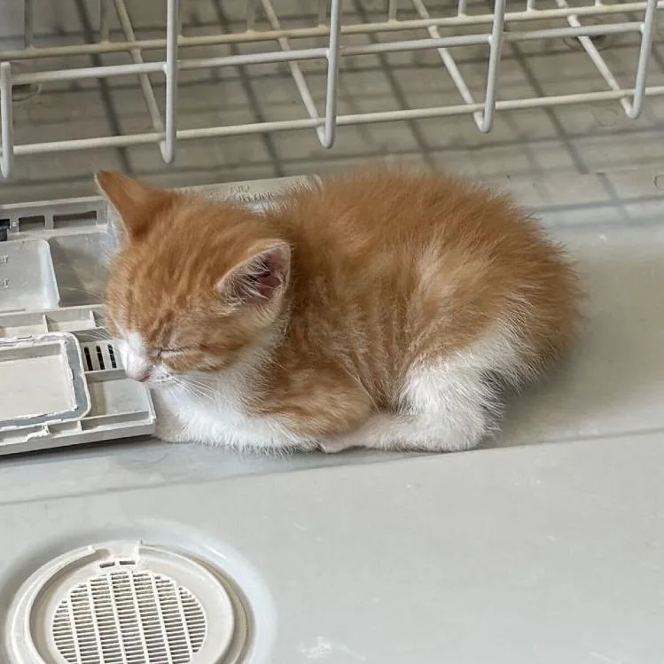 A baby small-sized male Domestic Short Hair cat named Sunny for adoption in Tallahassee, FL