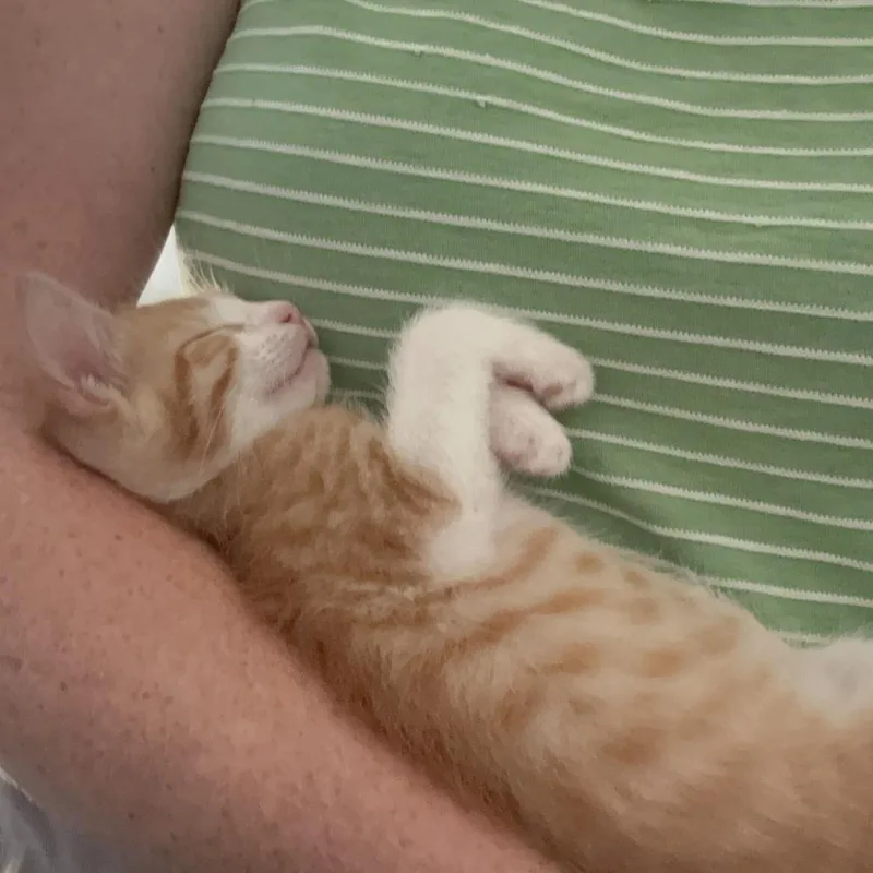 Sunny thumbnail 2