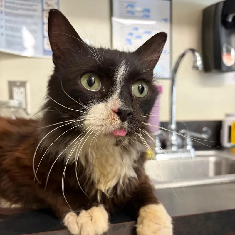 A senior medium-sized male Black Domestic Medium Hair cat named Crunchy for adoption in Red House, WV