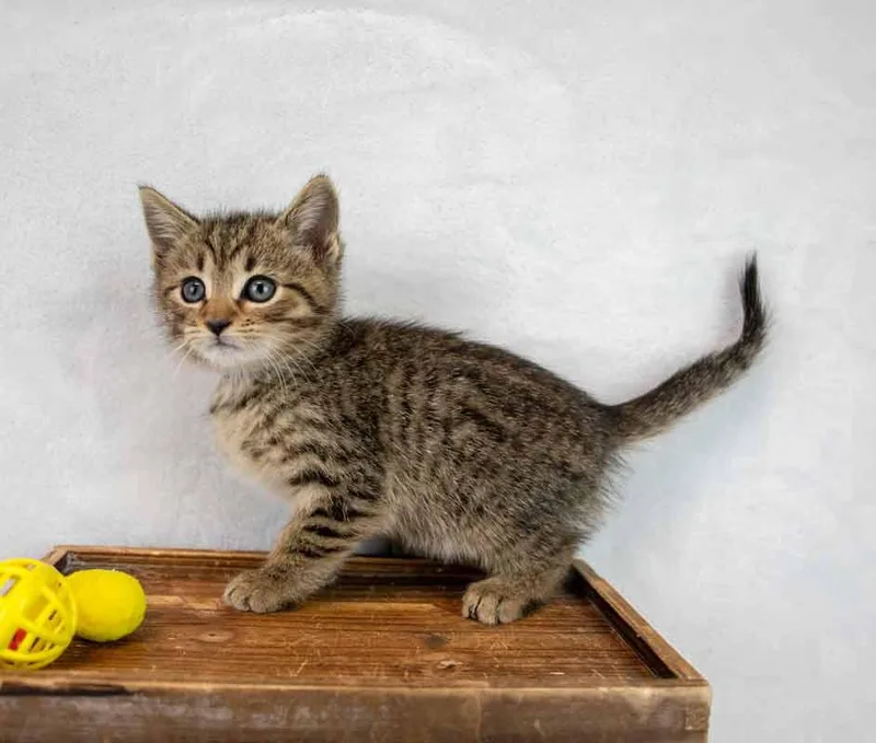 Tabasco