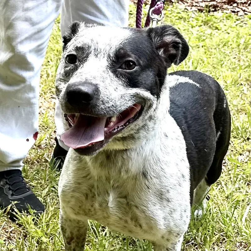 An adult medium-sized male Black Australian Cattle Dog / Blue Heeler dog named Chip s for adoption in Sequatchie, TN