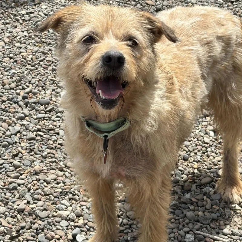 An adult medium-sized female Yellow / Tan / Blond / Fawn Mixed Breed dog named Cali for adoption in Medford, OR